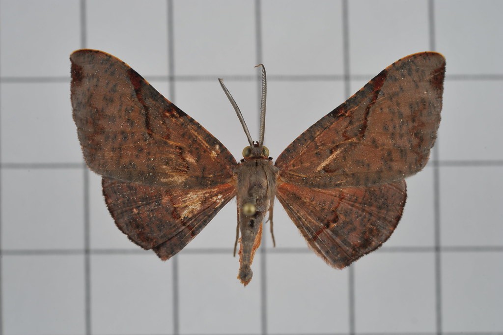 Hypochrosis (Hypochrosis)