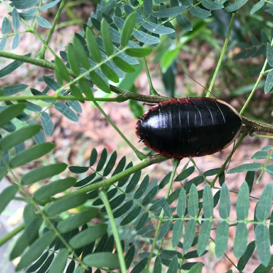 サツマゴキブリ (Opisthoplatia orientalis) - Picture Insect