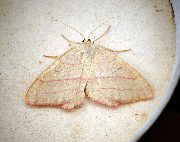 Rhodostrophia (Rhodostrophia)