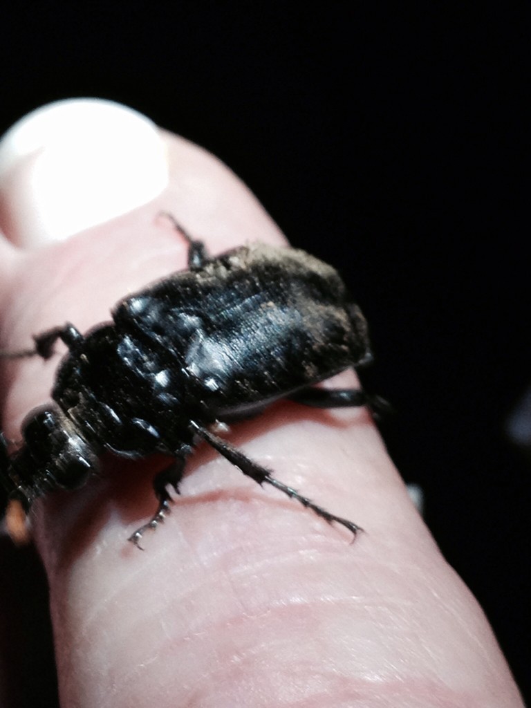 Escarabajos enterradores (Nicrophorus)