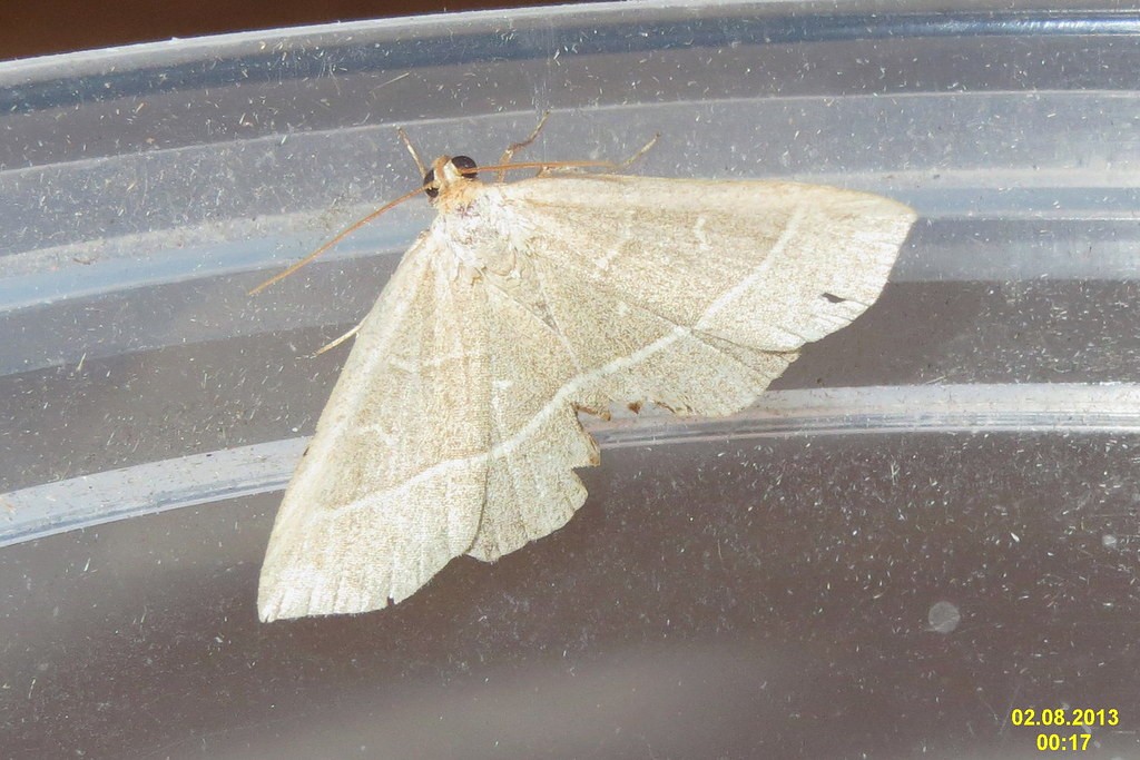 Trisateles (Trisateles)