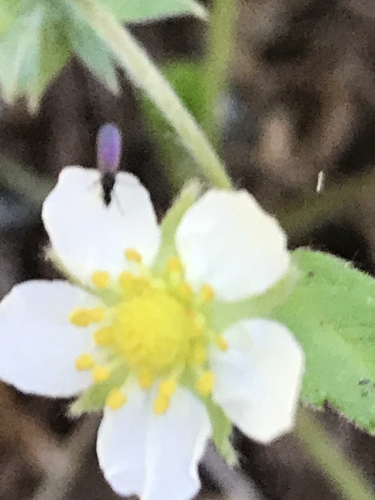 Hydrellia (Hydrellia)