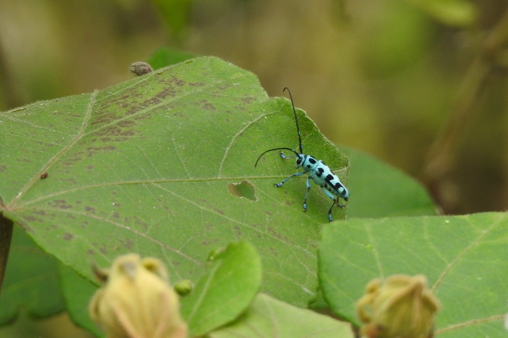 Paraglenea (Paraglenea)