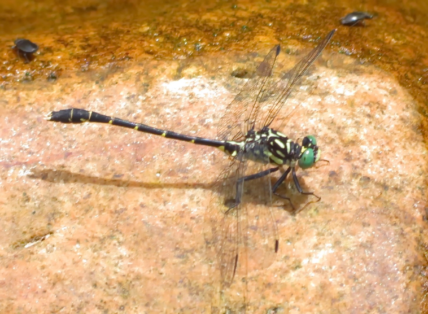 Least clubtails (Stylogomphus)