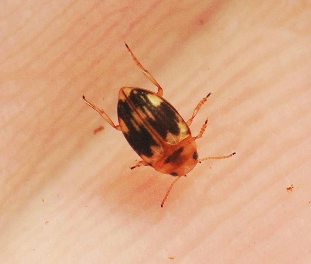 Oreodytes (Oreodytes)