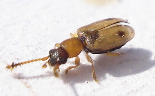 Psammoecus (Psammoecus)