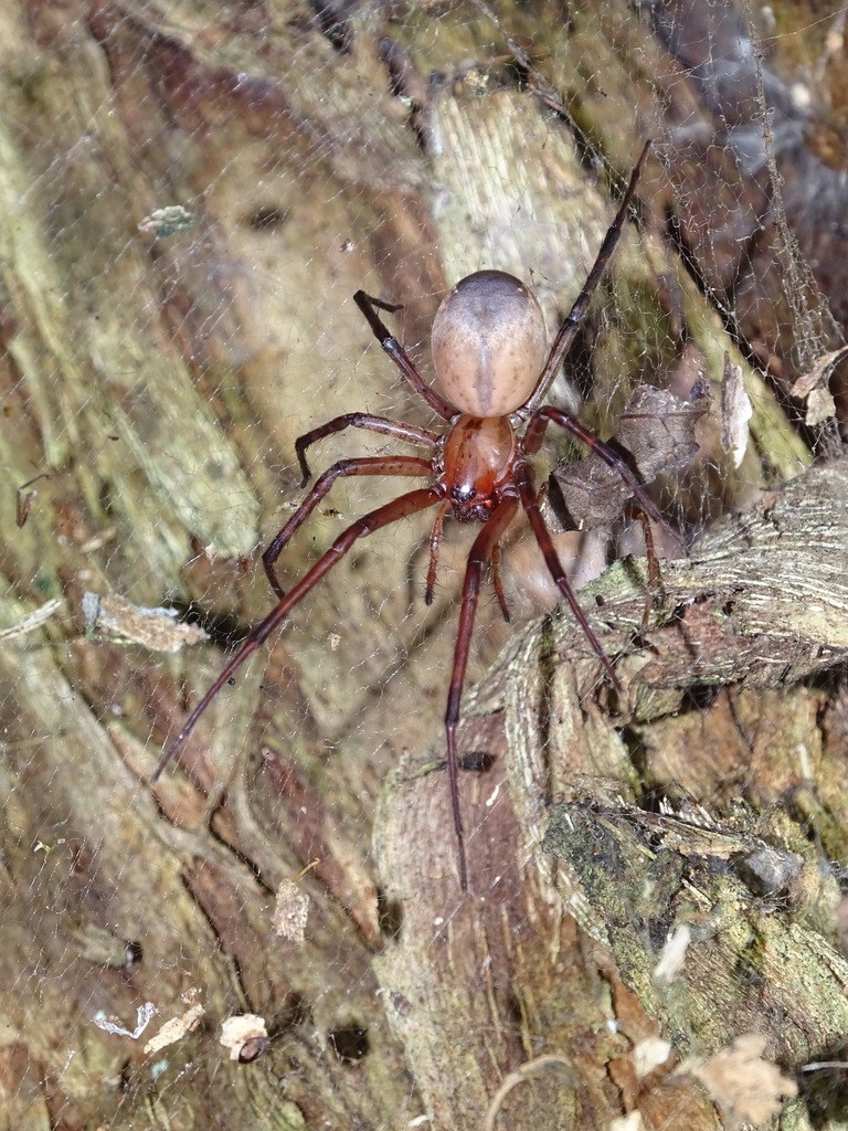 Sheetweb spiders (Cambridgea)