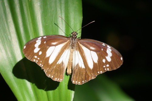Malay tiger butterfly