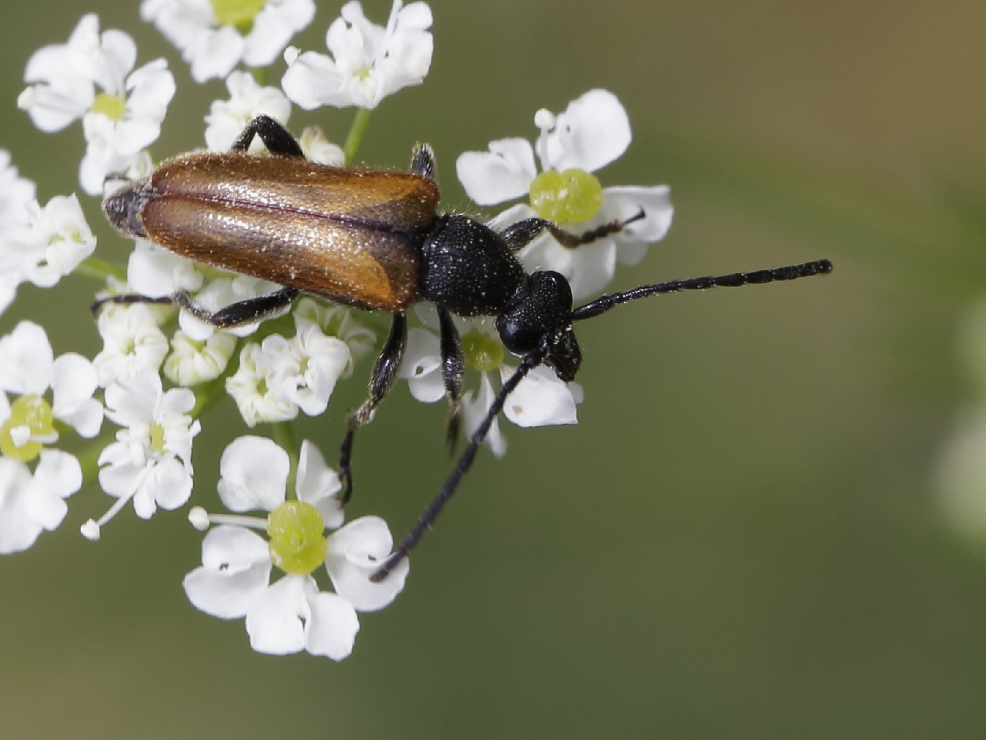 Pseudovadonia (Pseudovadonia)