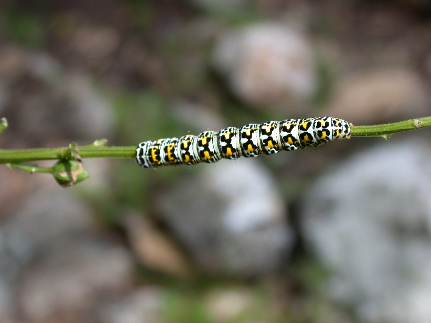 Капюшонница обыкновенная (Cucullia scrophulariae) - Picture Insect