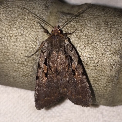 Eueretagrotis (Eueretagrotis)