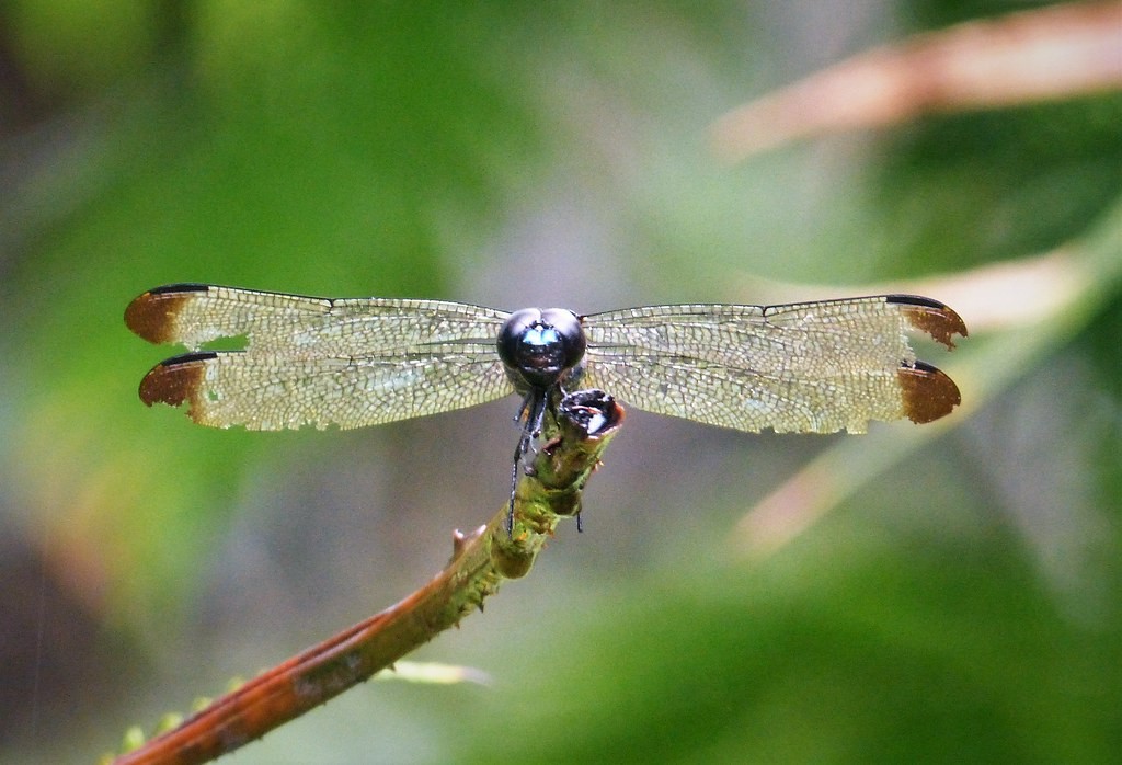 Protorthemis (Protorthemis)