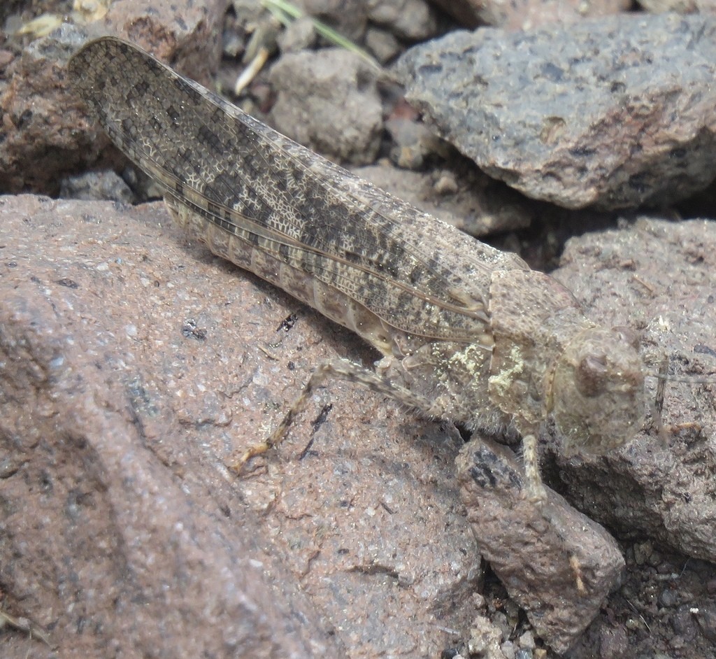 Circotettix (Circotettix)