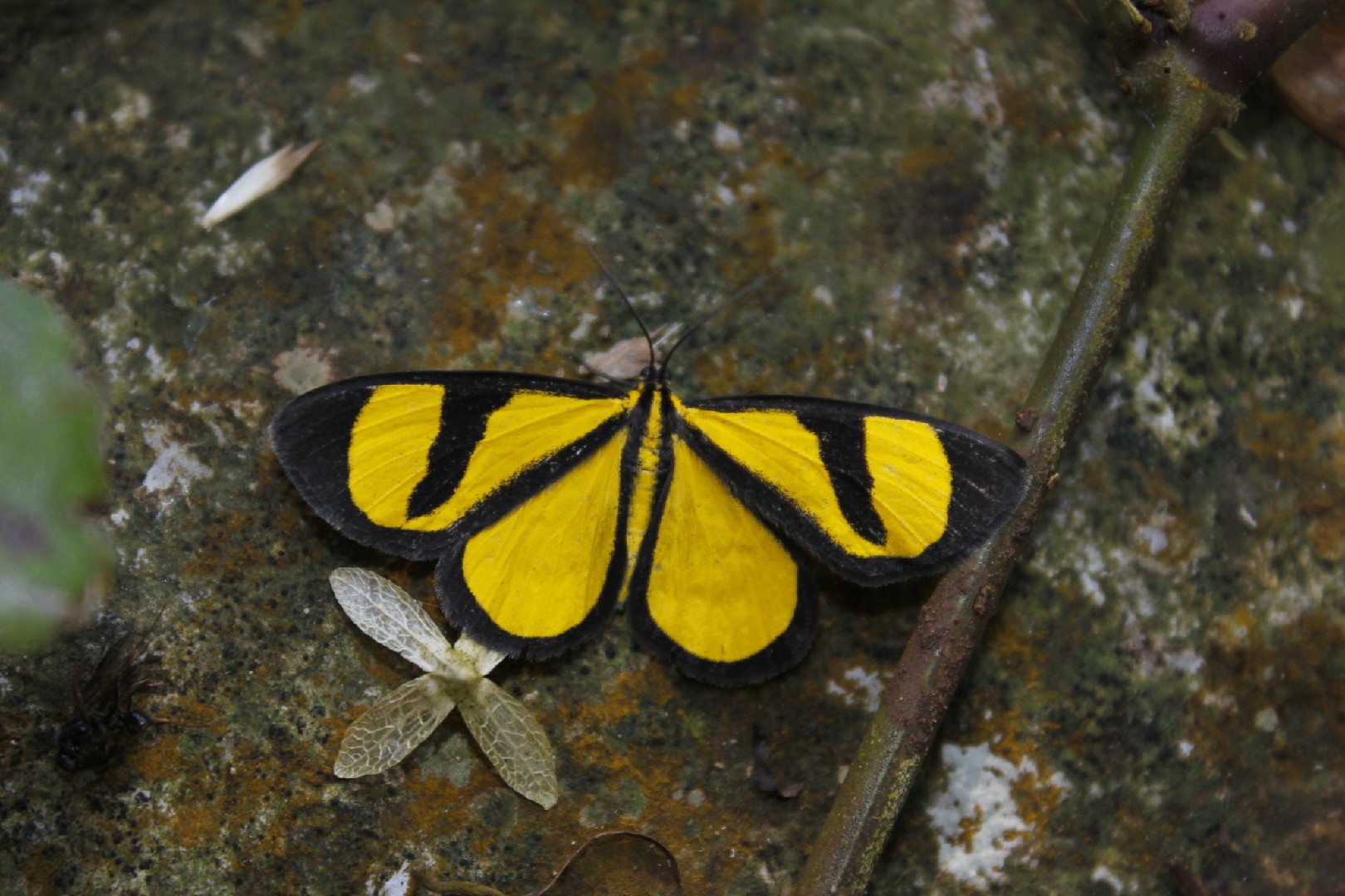 Smicropus (Smicropus)