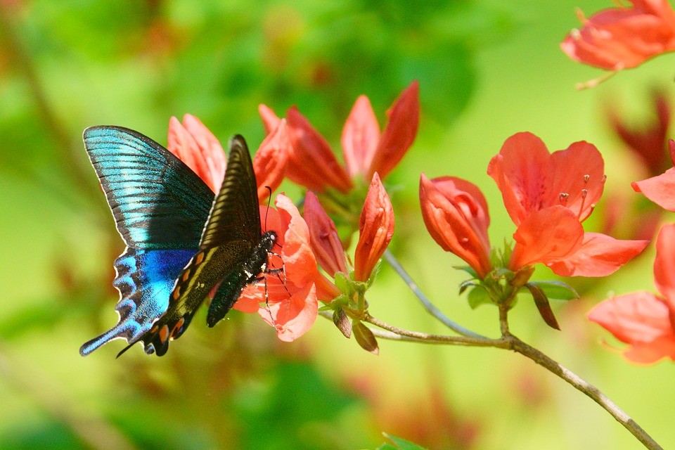 ミヤマカラスアゲハ (Papilio maackii) - Picture Insect