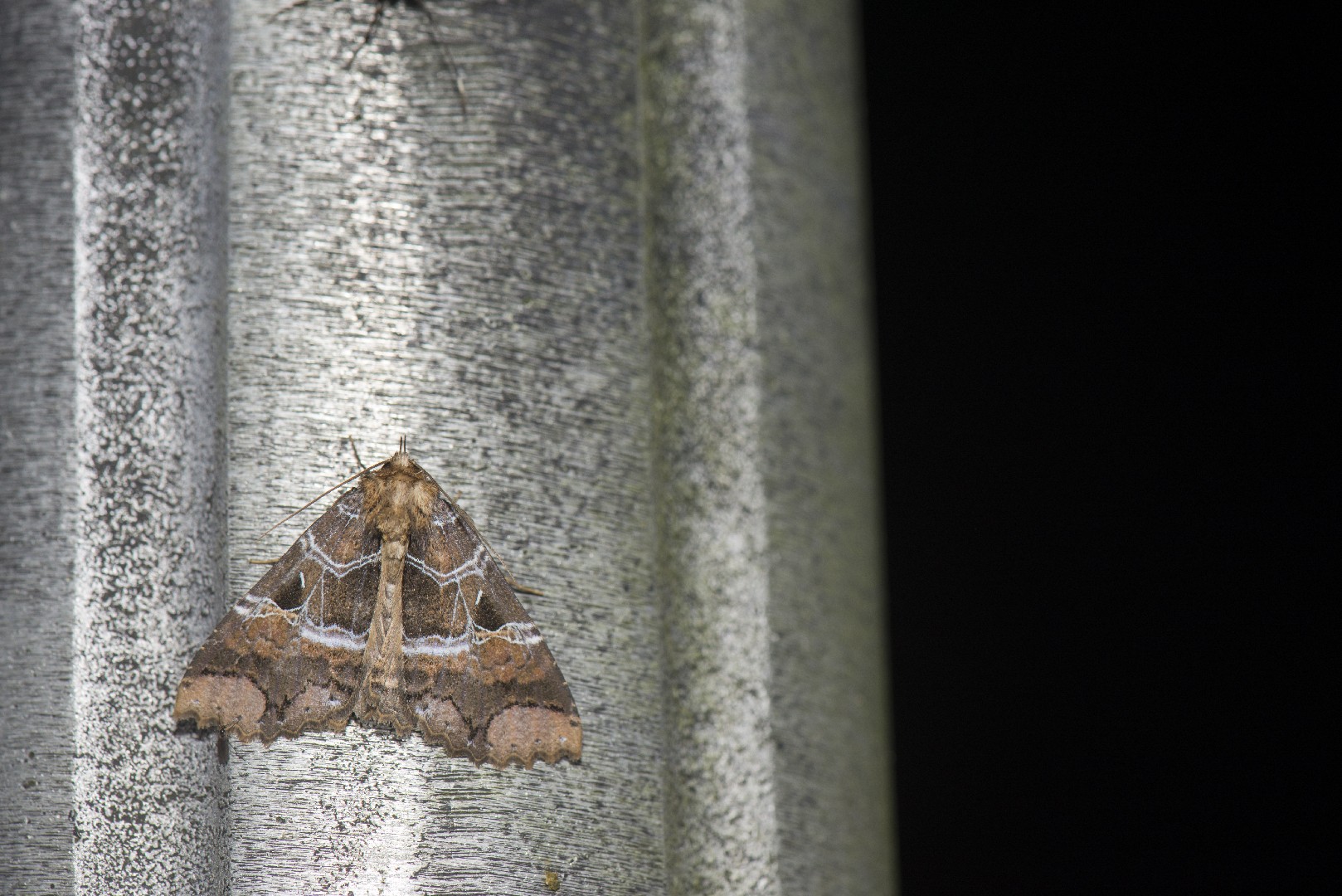 Sypnoides (Sypnoides)