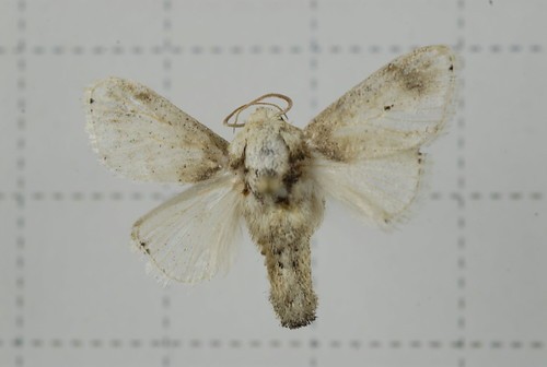 Althonarosa (Althonarosa)