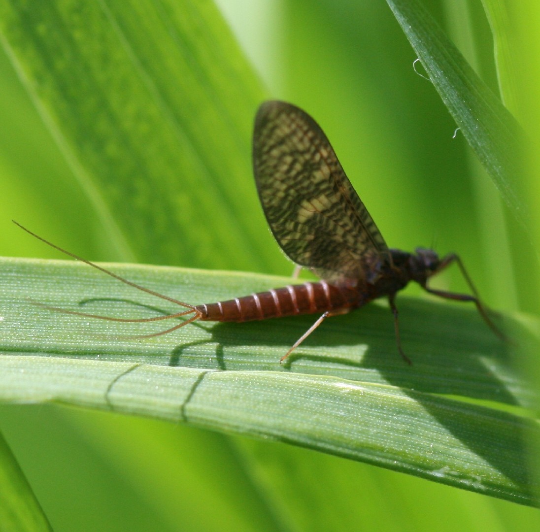 Leptophlebia (Leptophlebia)