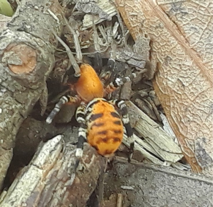 Ant-mimic sac spiders (Castianeira)