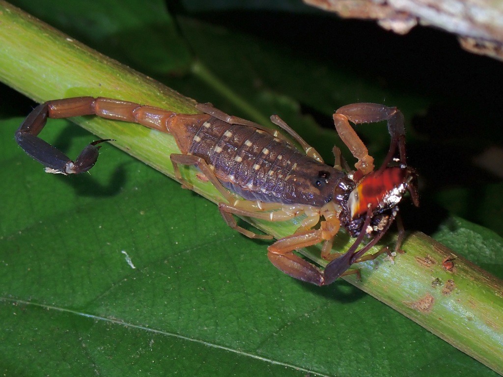 Forest thicktail scorpions (Lychas)