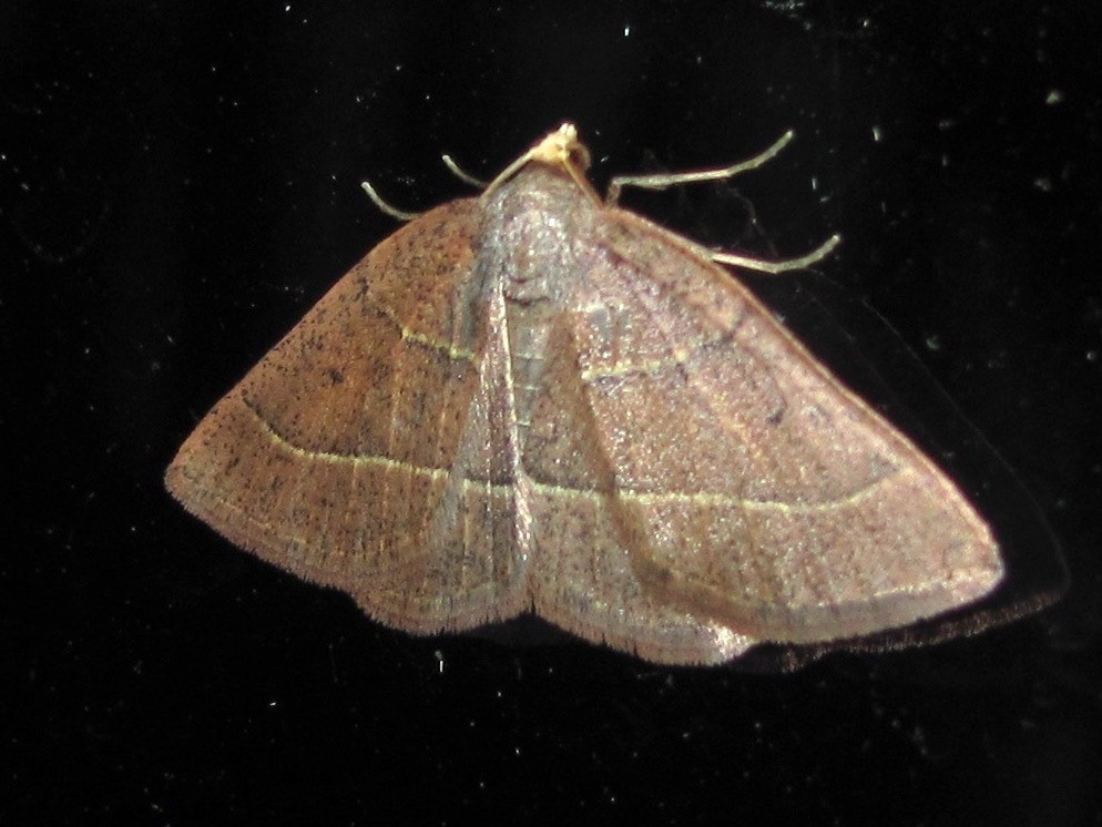 Episemasia (Episemasia)