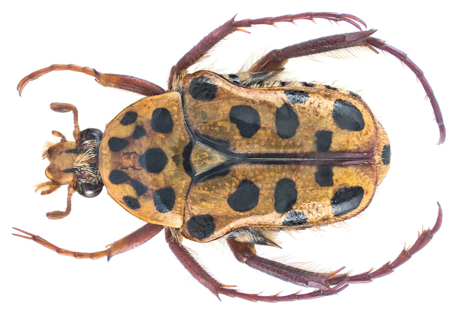 Neorrhina (Neorrhina)