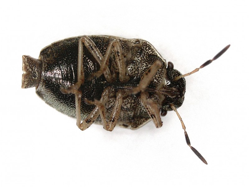 Neottiglossa (Neottiglossa)