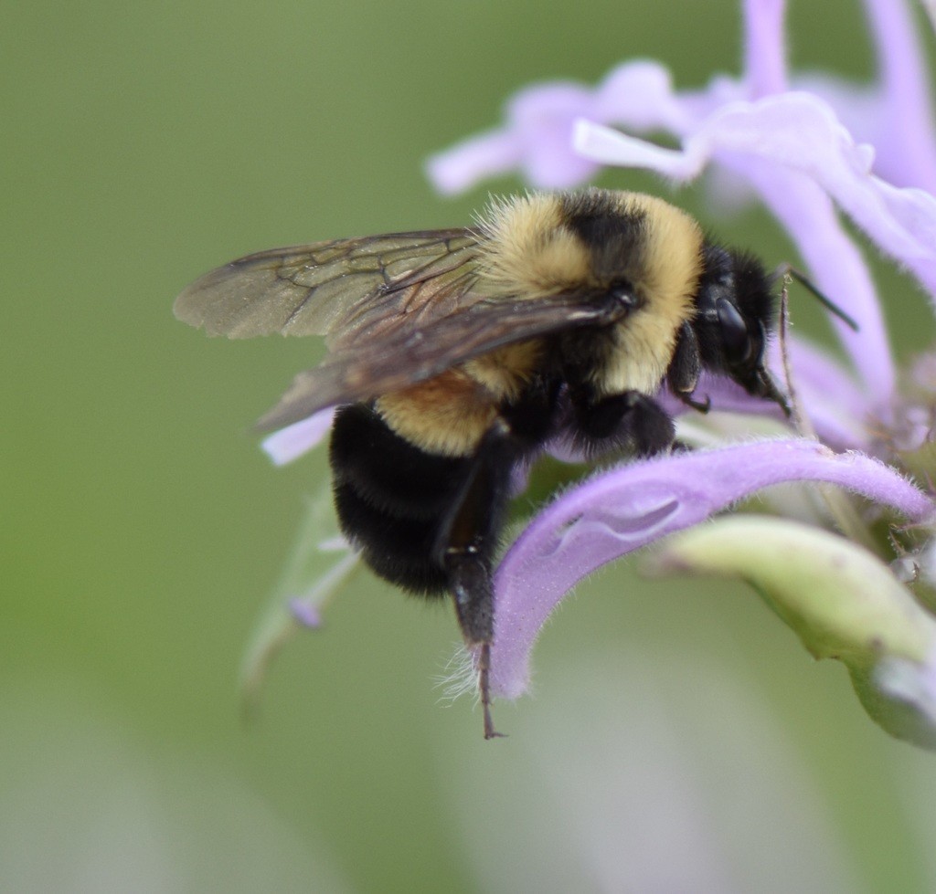 Bombus affinis (Bombus affinis) - Picture Insect