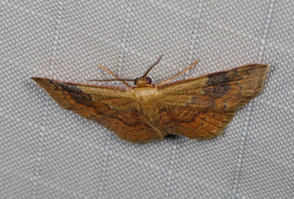 Leptostales (Leptostales)