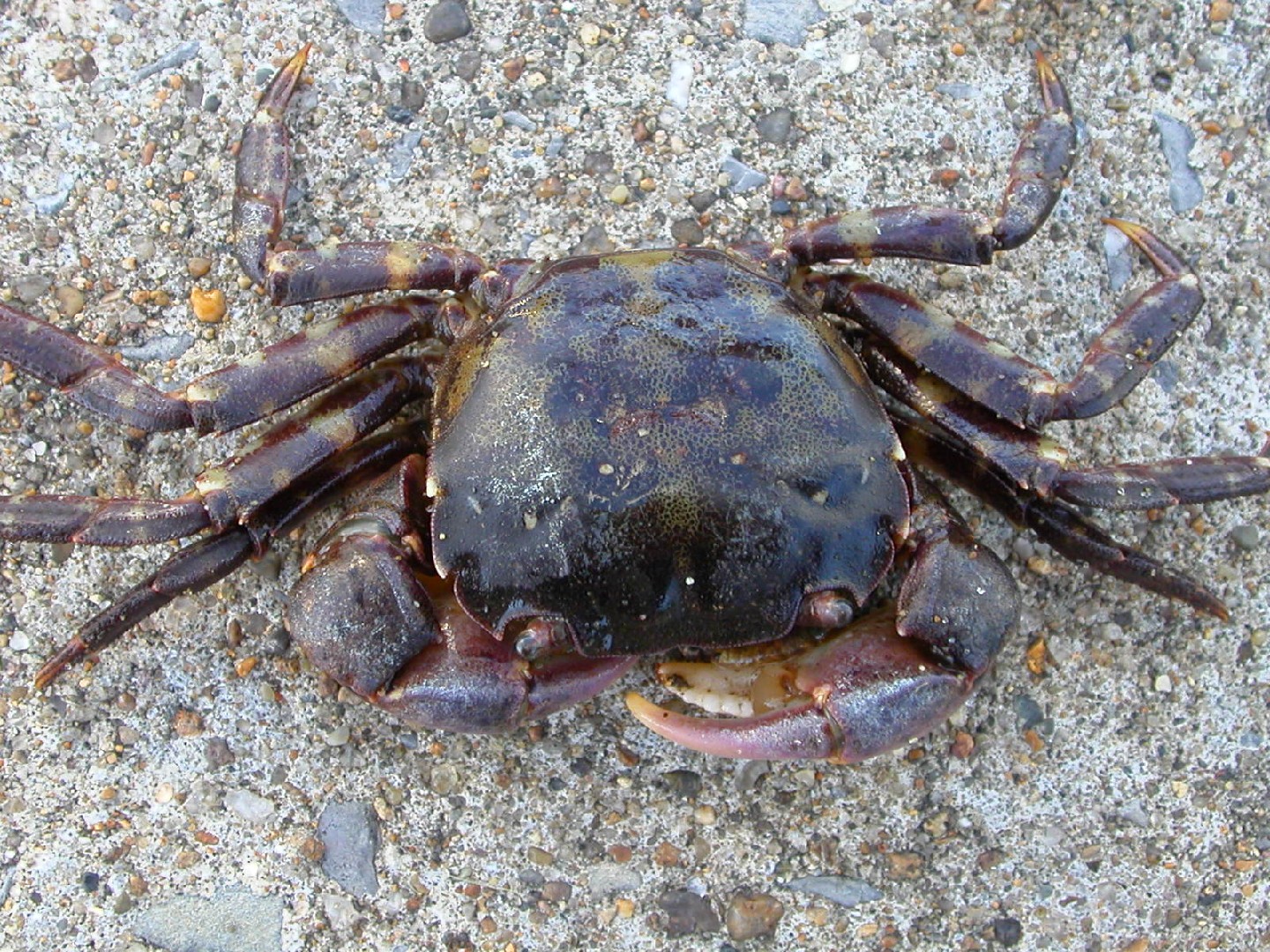 Japanese shore crab