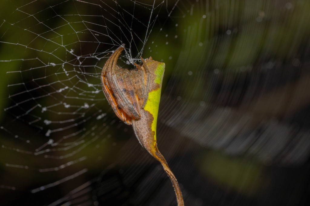 Twig spiders (Poltys)