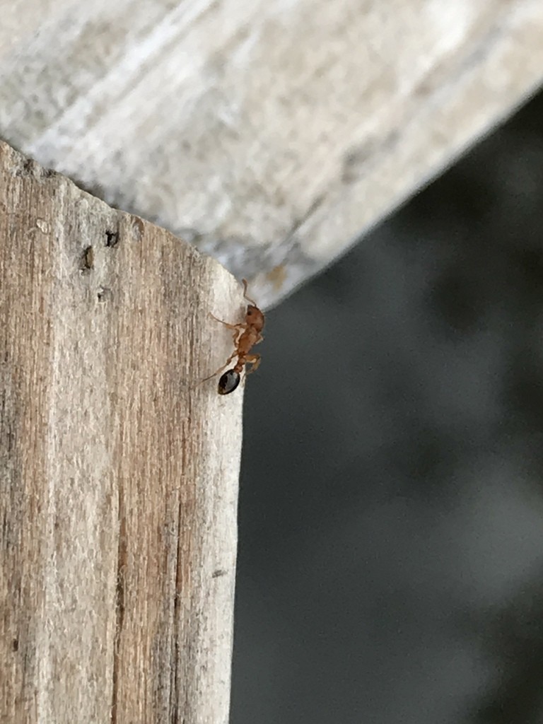 Тетрамориум бикаринатум (Tetramorium bicarinatum) - Picture Insect