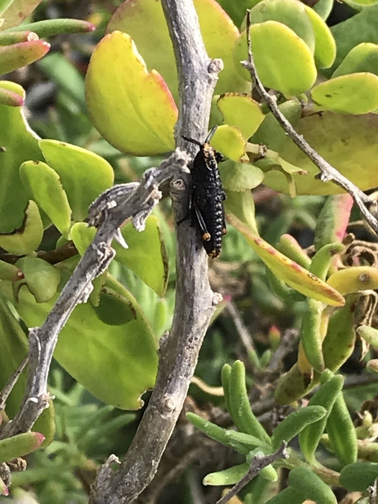 Dictyophorus spumans
