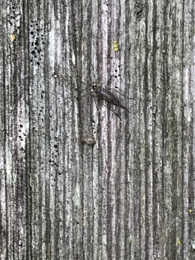 Mesopsocus (Mesopsocus)