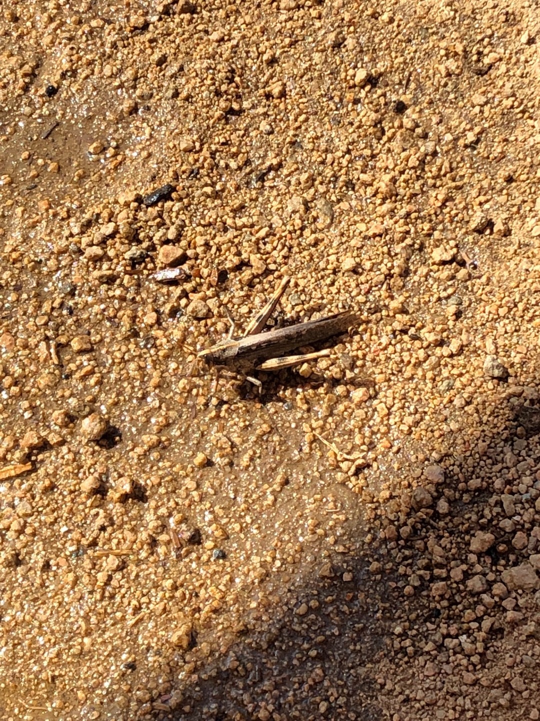 Morphacris (Morphacris)