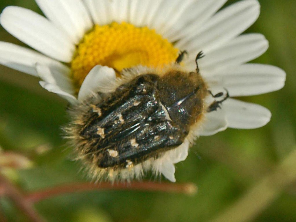 Hairy rose beetle
