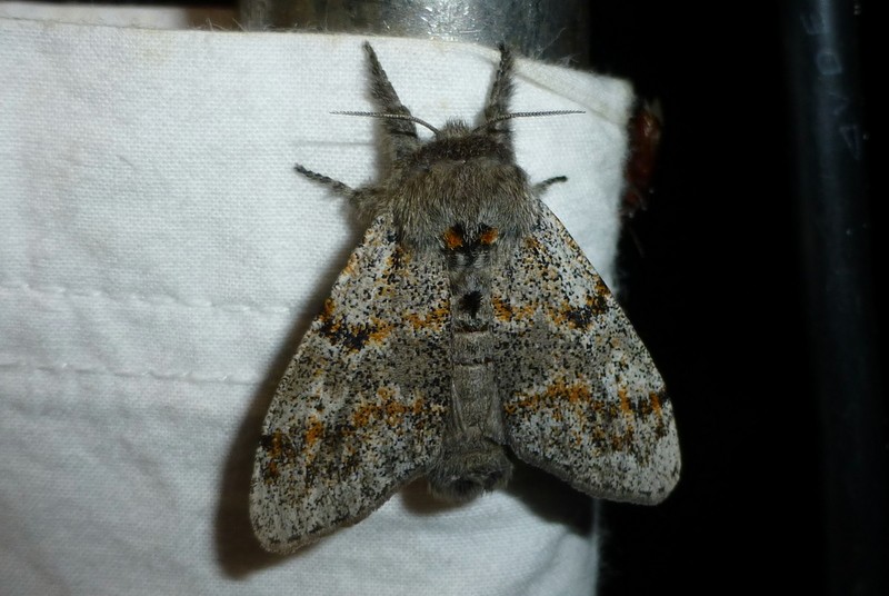 Dicallomera (Dicallomera)