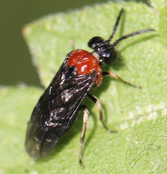 Eutomostethus (Eutomostethus)