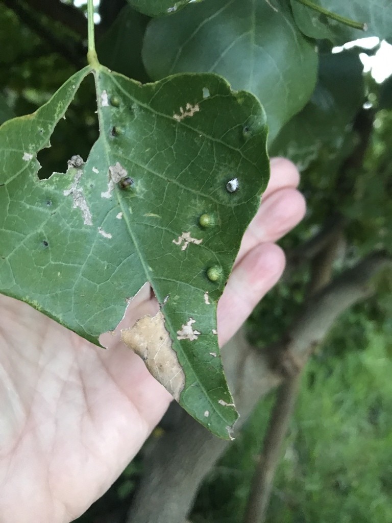 Quadrastichus (Quadrastichus)