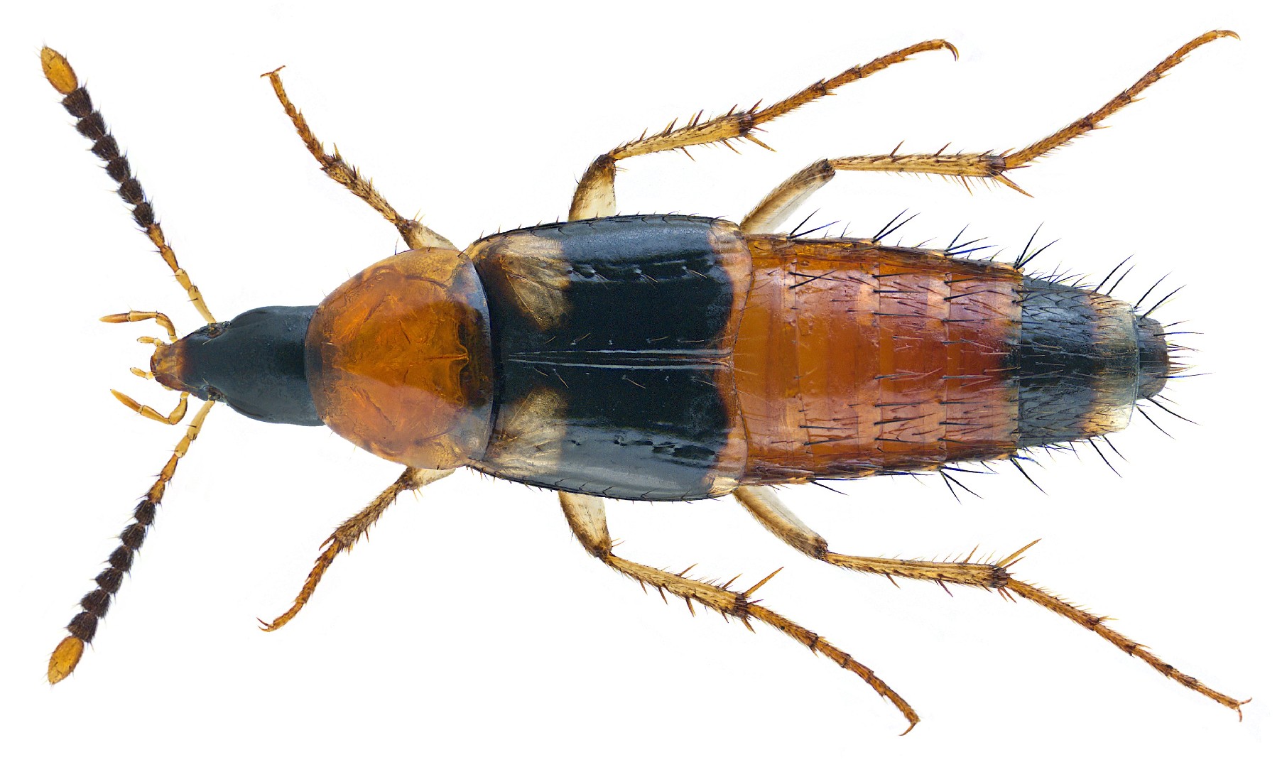 Lordithon (Lordithon)