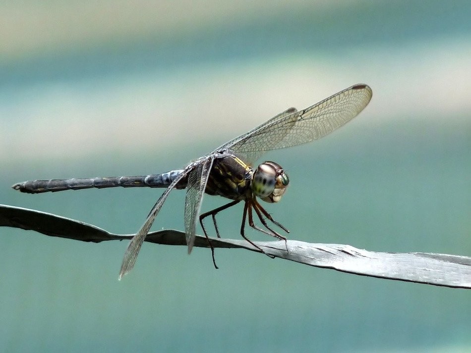 Emerald-banded skimmer