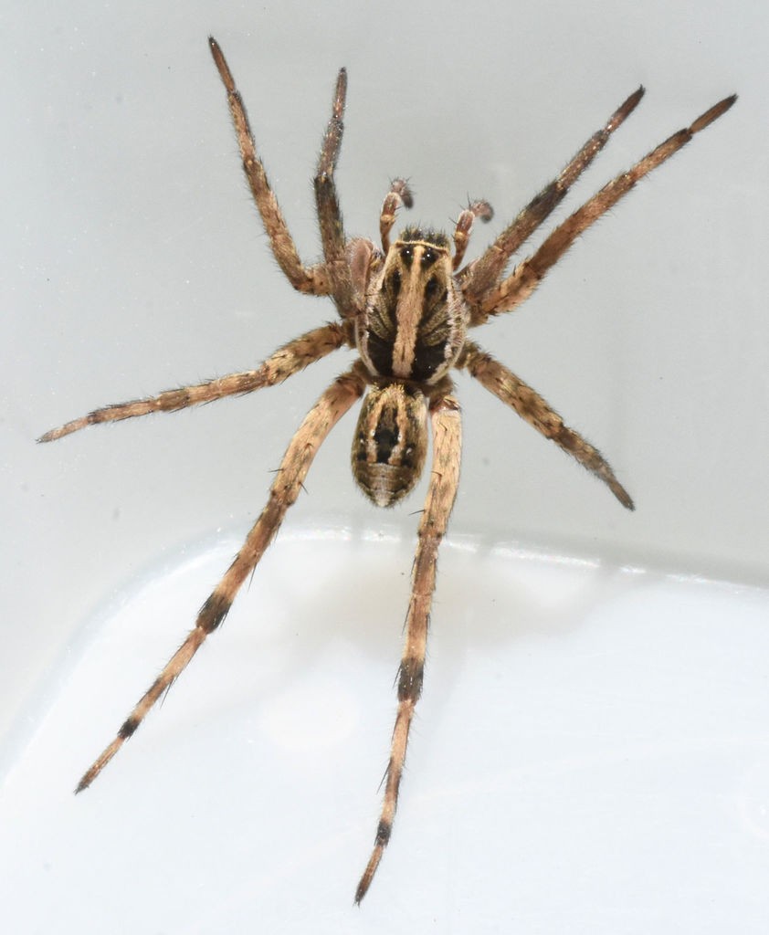 Brush-legged spiders (Schizocosa)