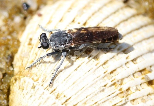 Stichopogon (Stichopogon)