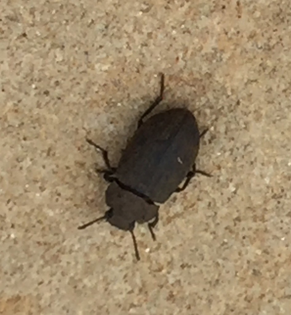 Dusty surface beetles (Gonocephalum)