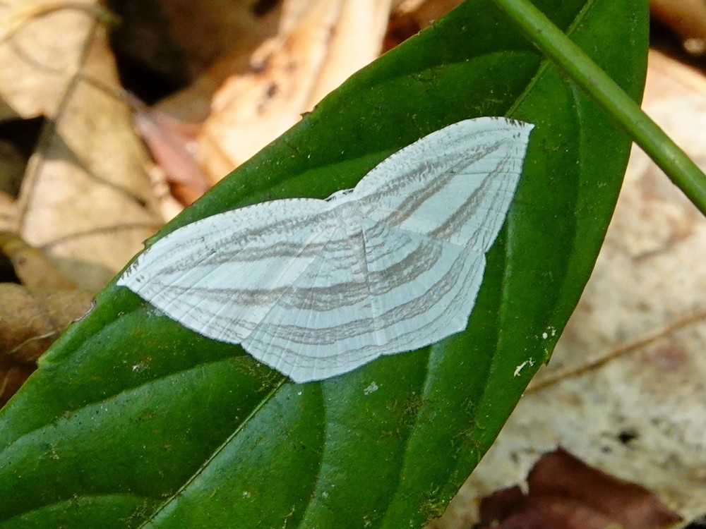 Acropteris (Acropteris)