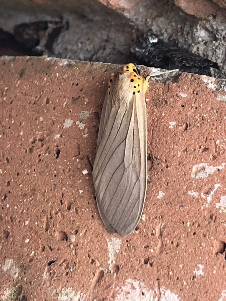 Pelochyta (Pelochyta)