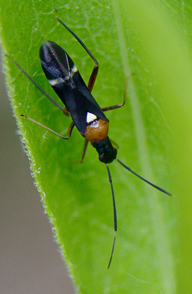 Pseudoxenetus (Pseudoxenetus)