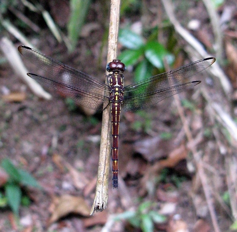 Libélulas rayadoras de alas angostas (Cannaphila)