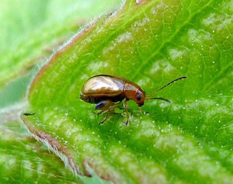 Lythraria (Lythraria)