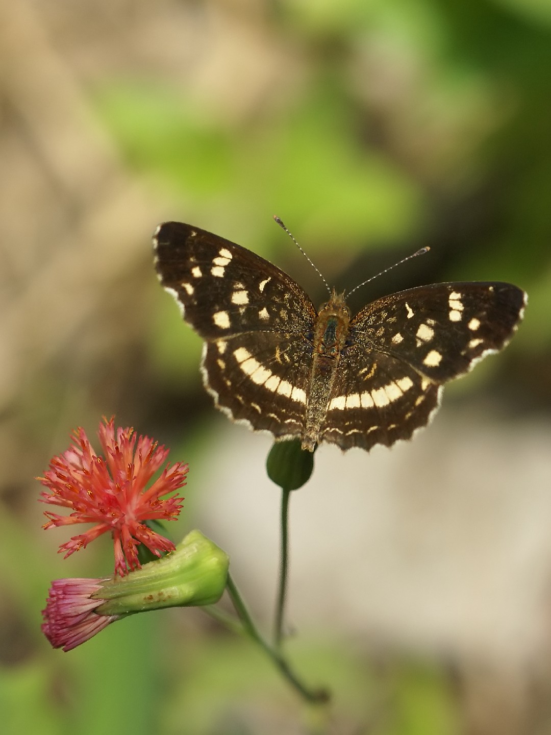 Crescents (Anthanassa)